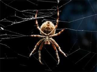 Orb Spider.jpg